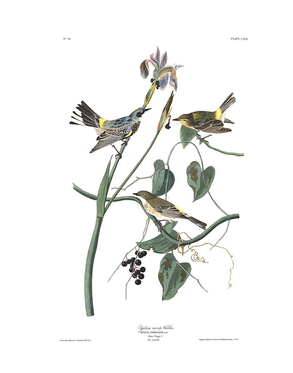 Yellow-rumped Warbler